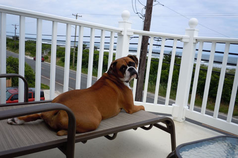 Sadie Girl